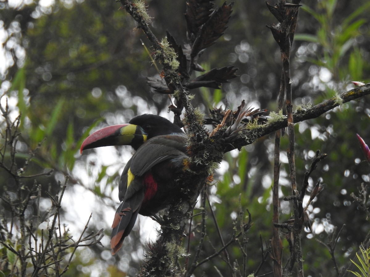 Gray-breasted Mountain-Toucan - ML320410801