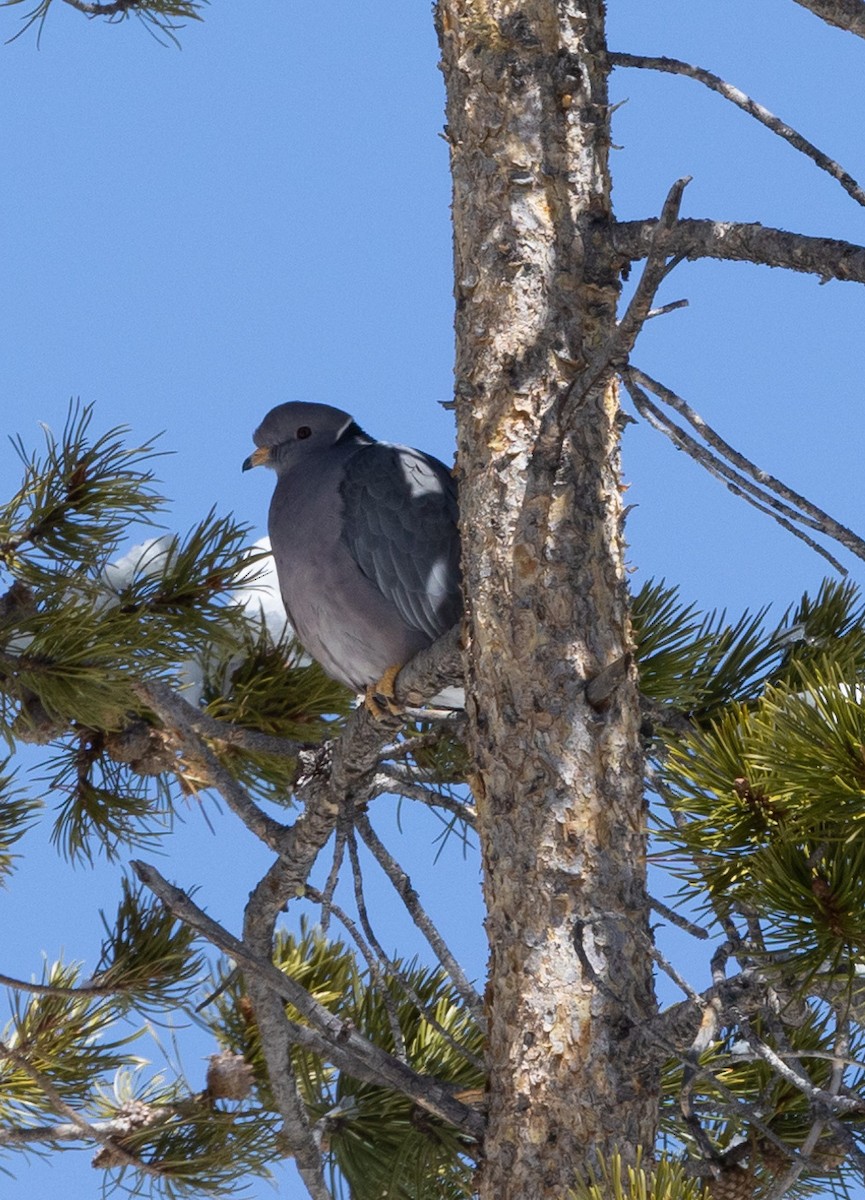 Band-tailed Pigeon - ML320414931