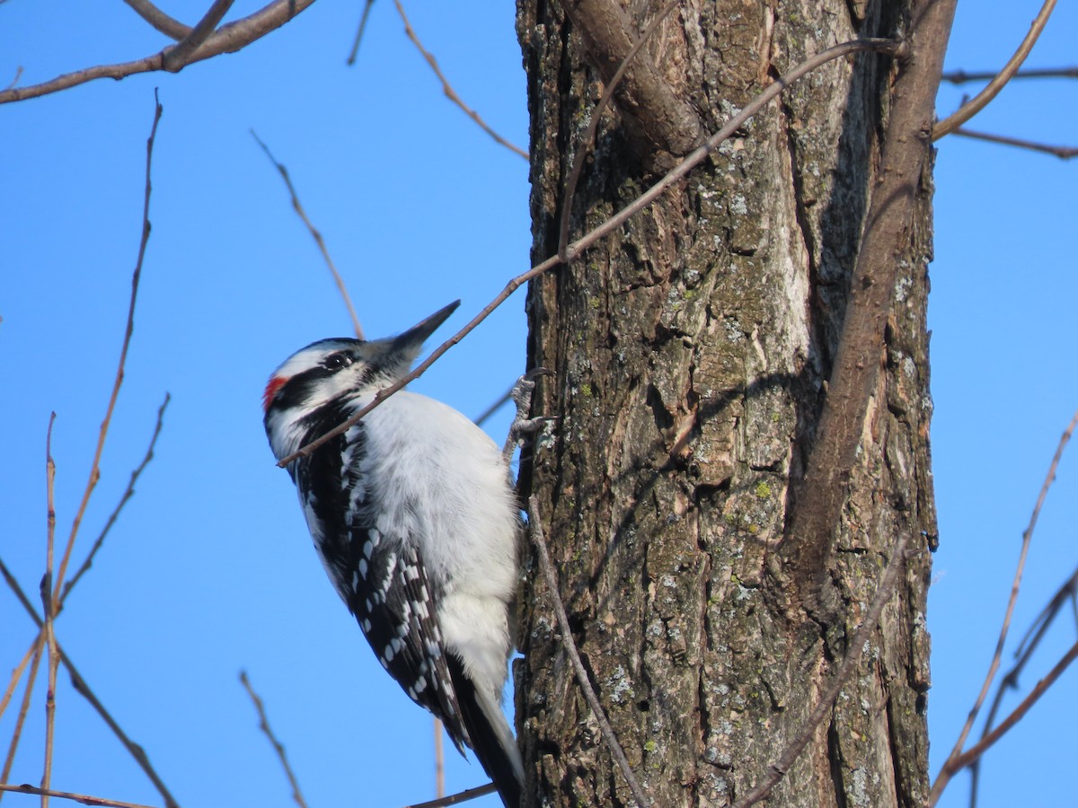 Hairy Woodpecker - ML320416811