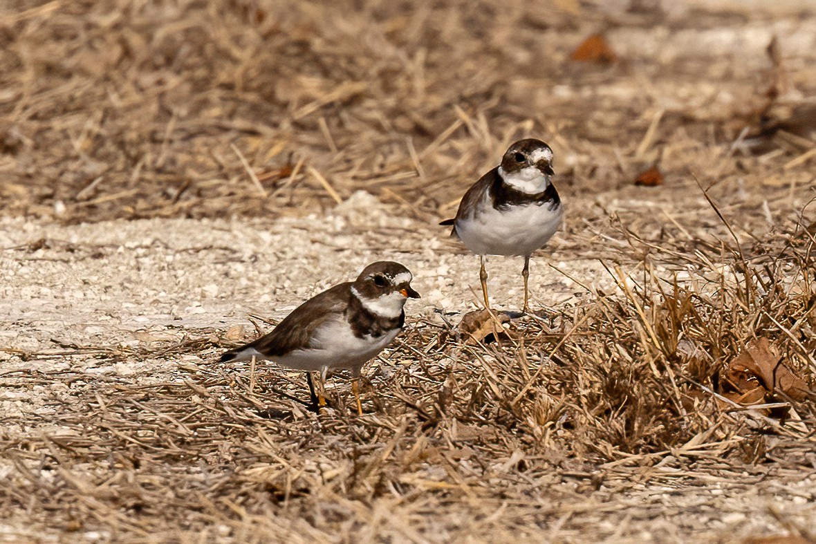 Semipalmated Plover - Scott Coupland