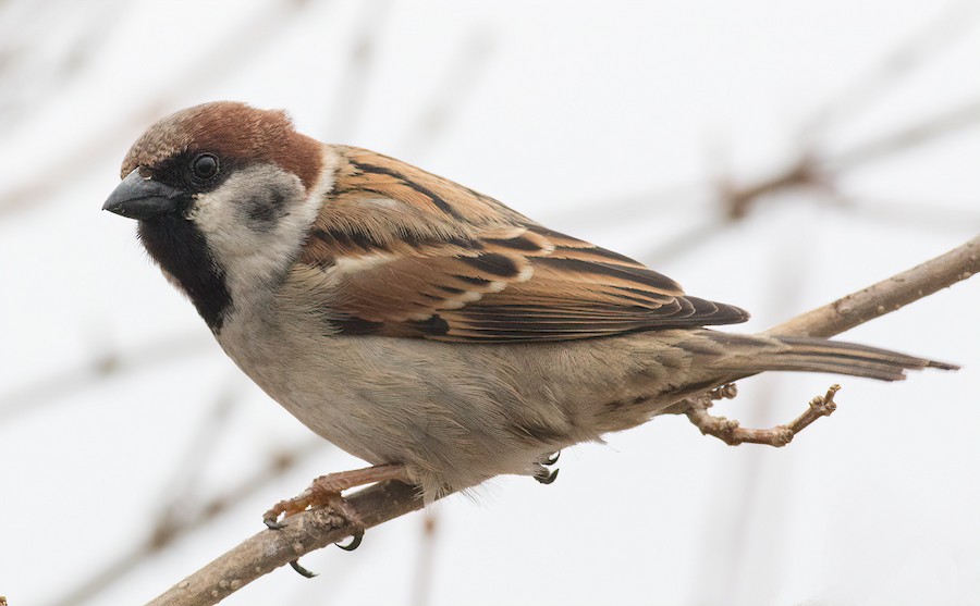 雑種 イエスズメ ｘ スズメ Ebird