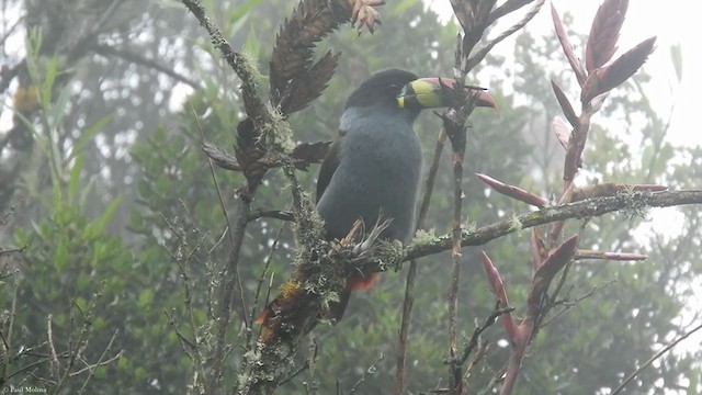 Gray-breasted Mountain-Toucan - ML320429031