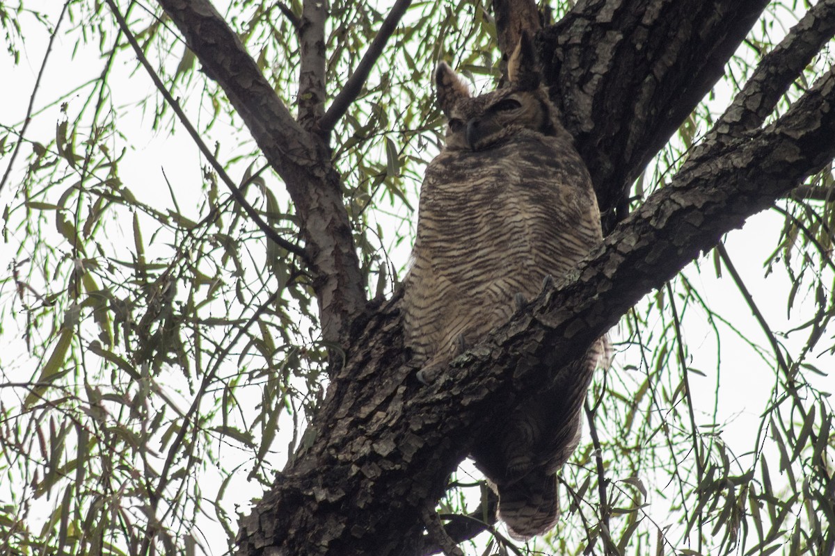 Lesser Horned Owl - ML320433951