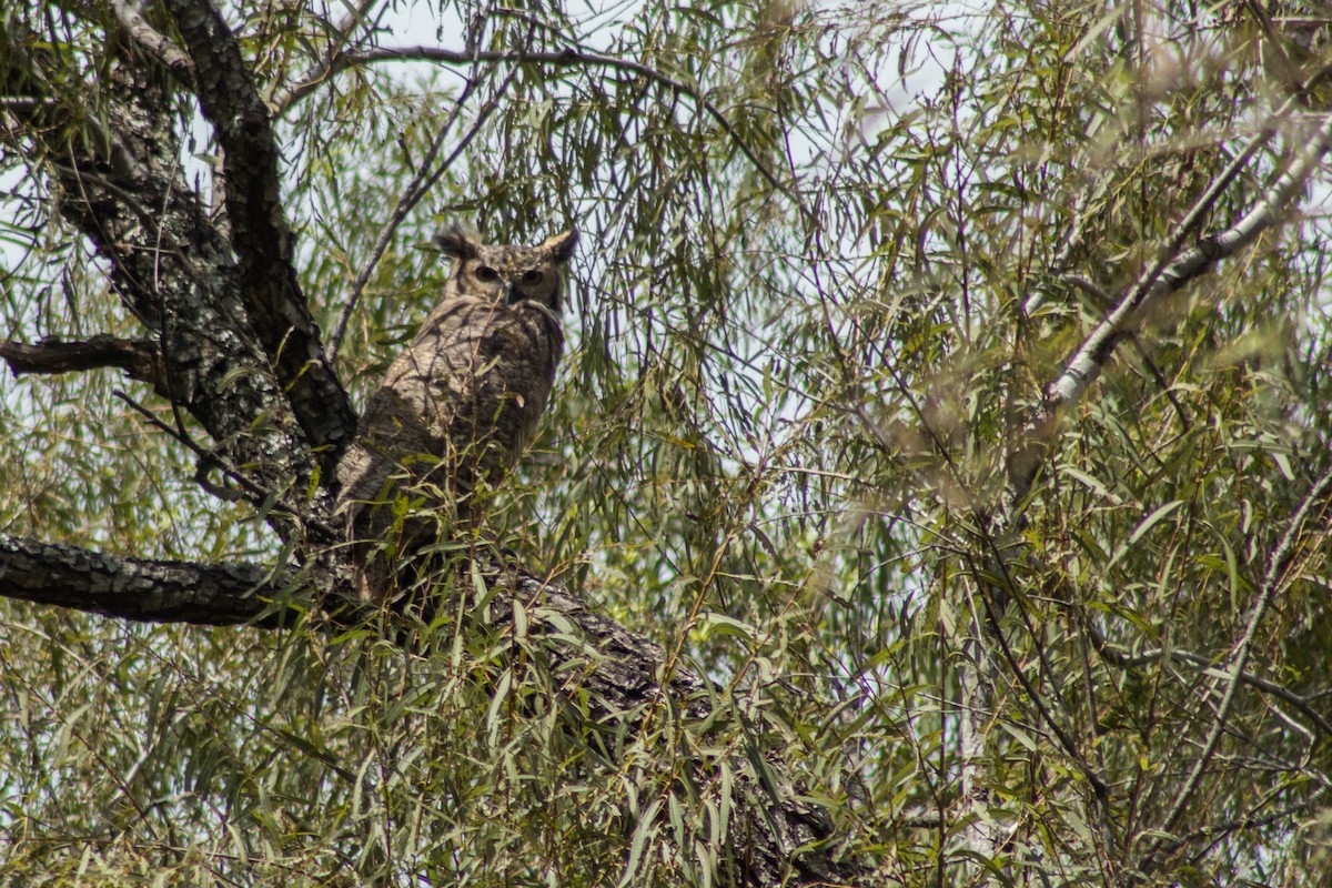 Lesser Horned Owl - ML320433991