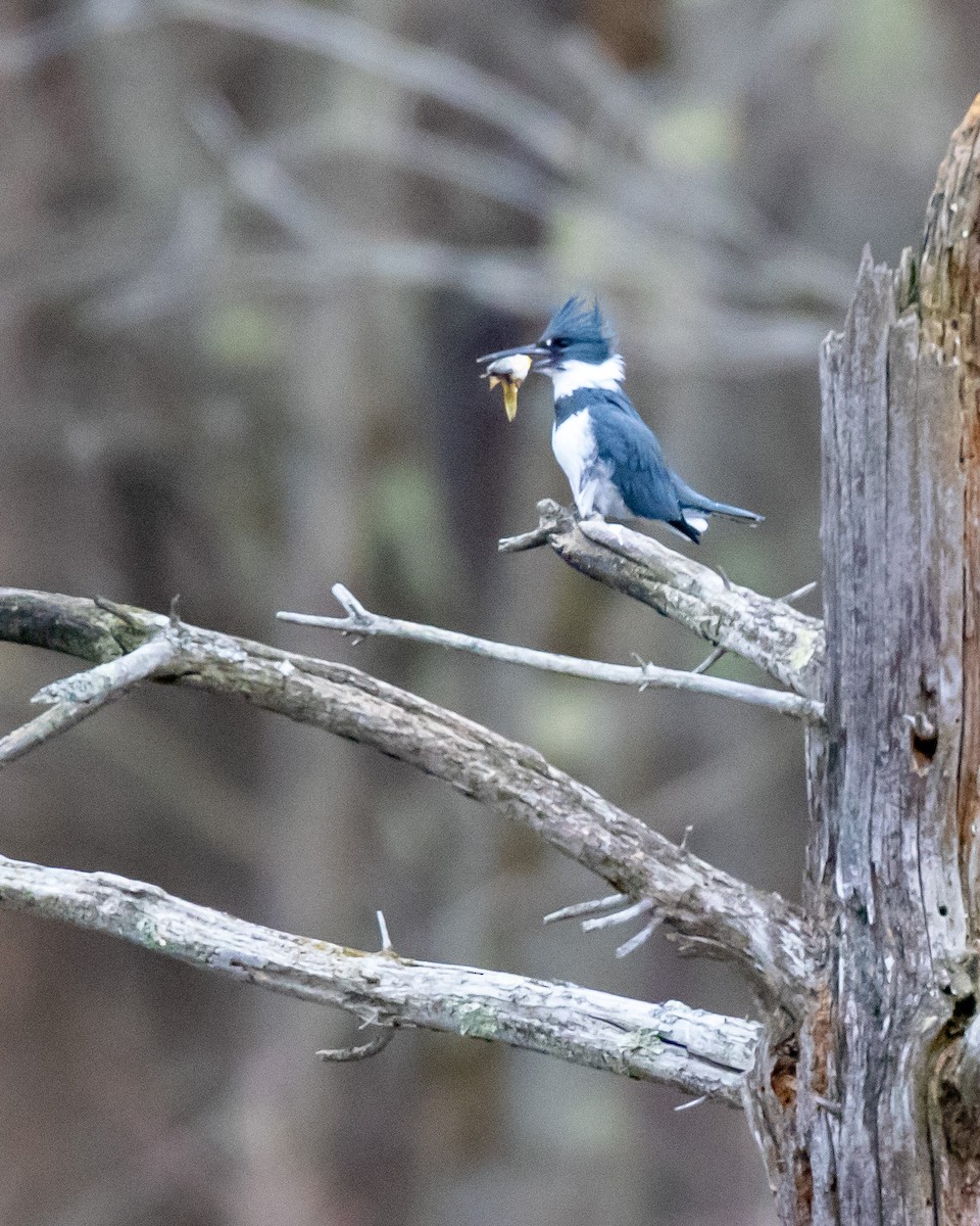 Belted Kingfisher - Kelly White
