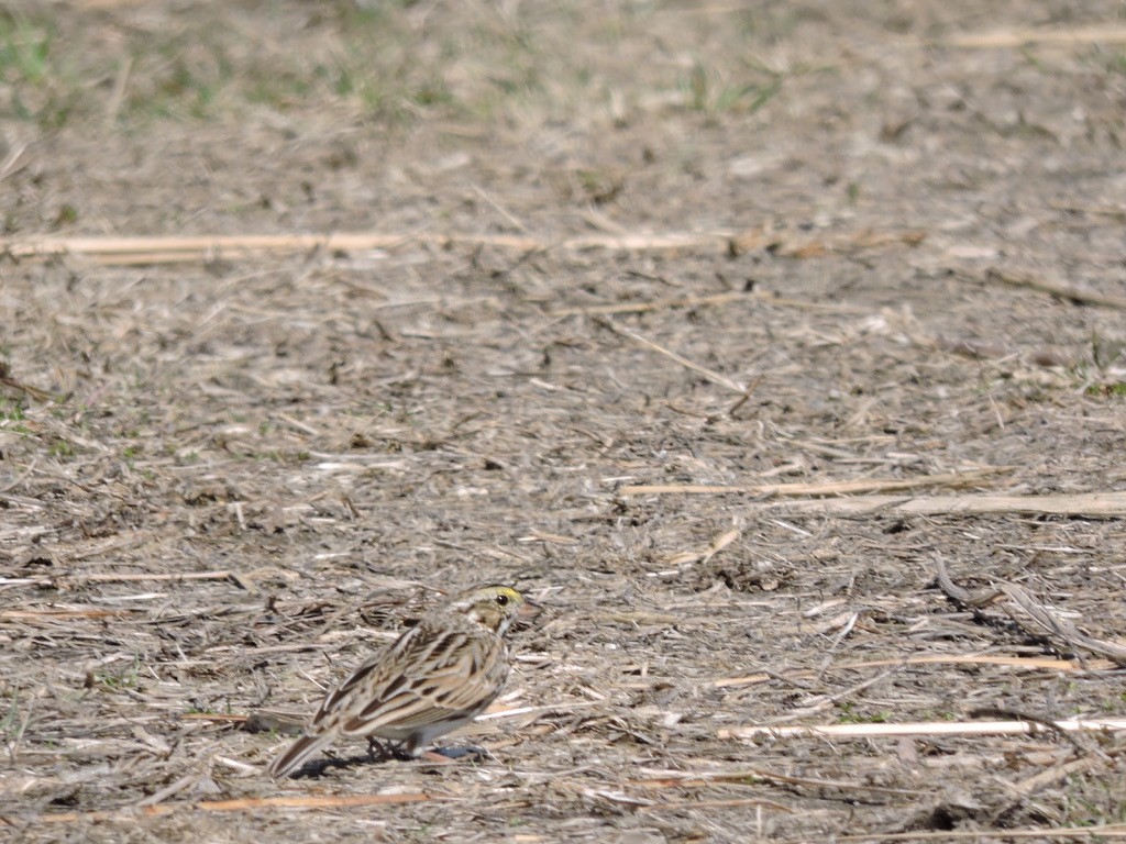 Savannah Sparrow - ML320435181