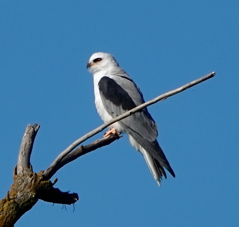 White-tailed Kite - ML320435901