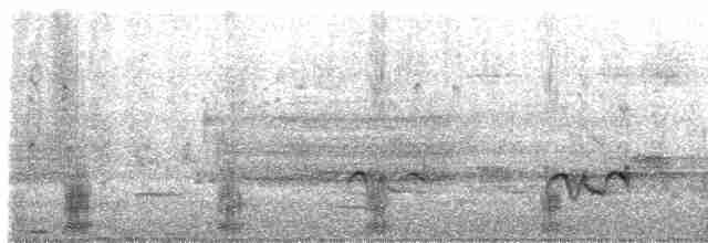 Common Merganser (North American) - ML320440931