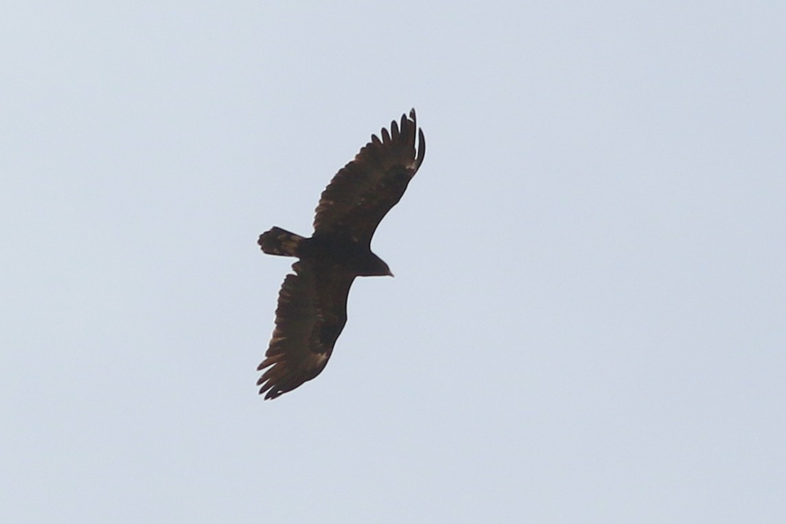 Greater Spotted Eagle - ML320441281