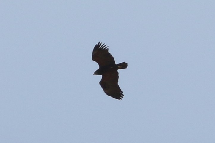 Greater Spotted Eagle - ML320443631