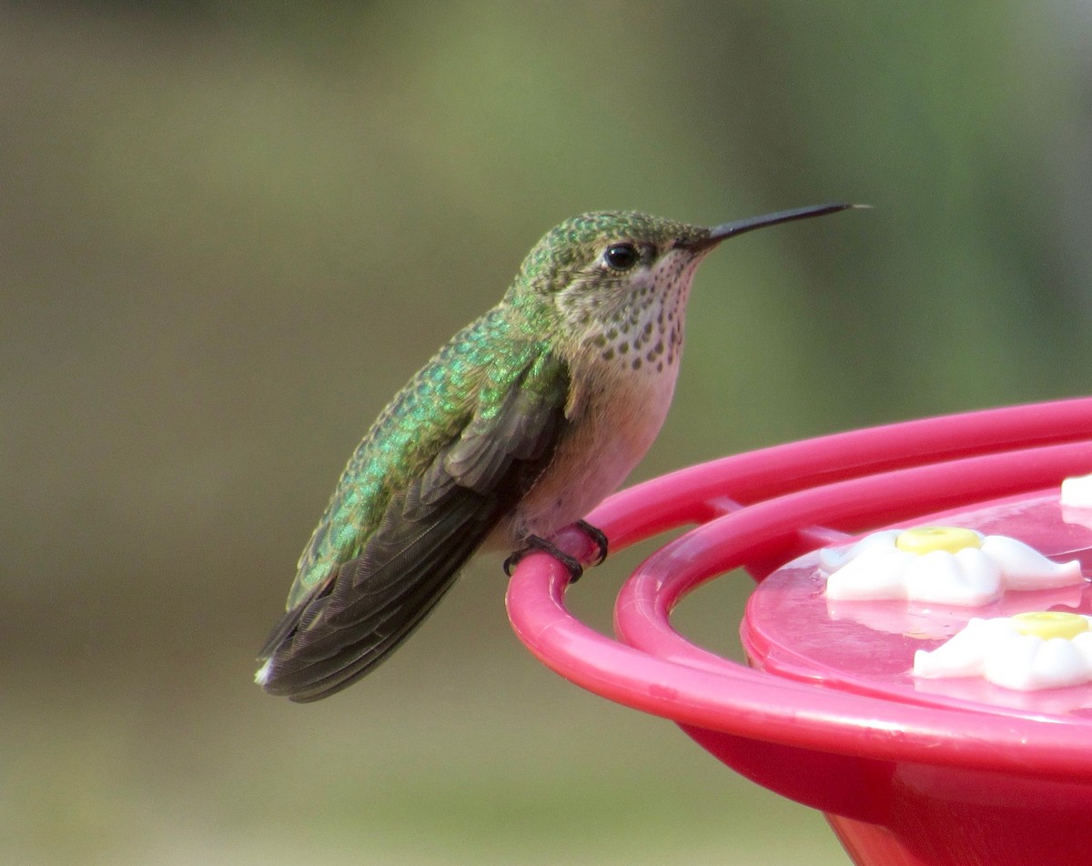 Calliope Hummingbird - Al Zerbe
