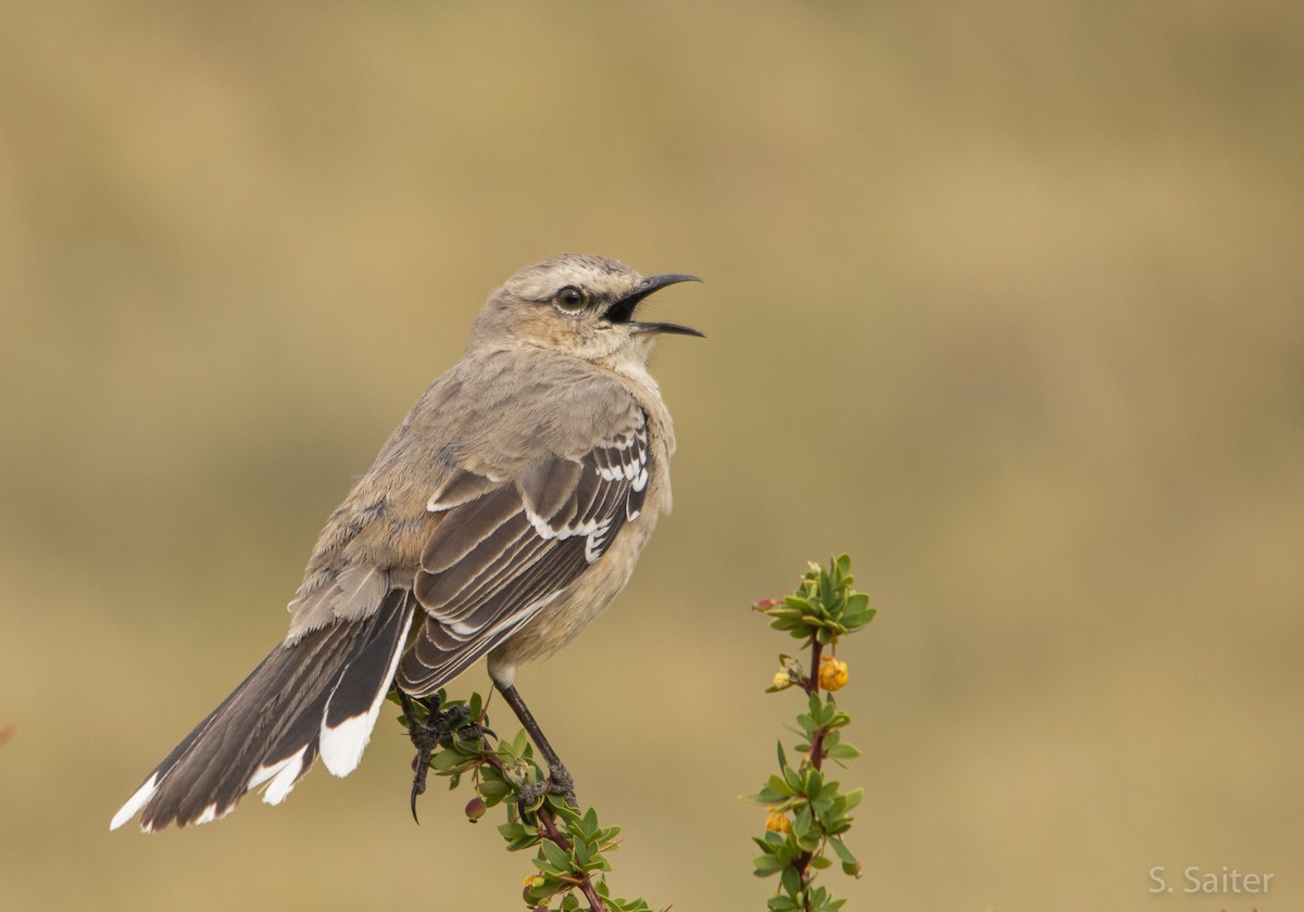 Patagonian Mockingbird - ML320444421