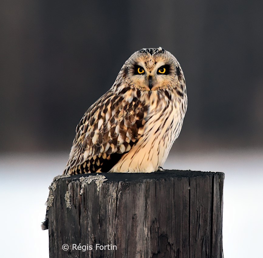 Short-eared Owl - Regis Fortin