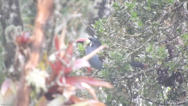 Gray-breasted Mountain-Toucan - ML320449721