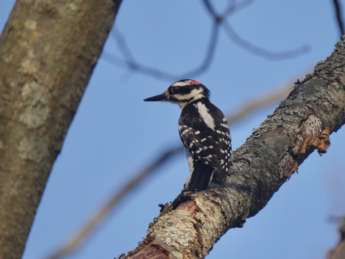 Hairy Woodpecker - ML320450191