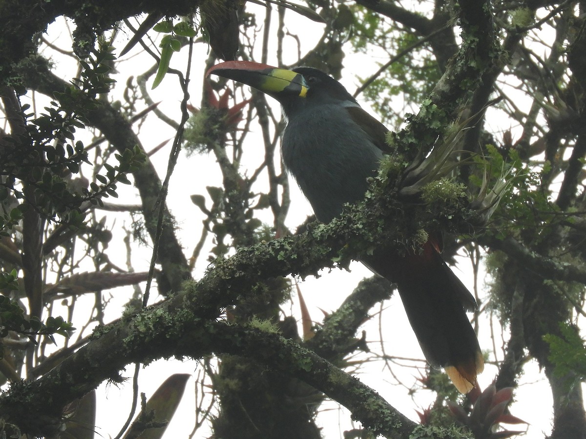 Gray-breasted Mountain-Toucan - ML320450481