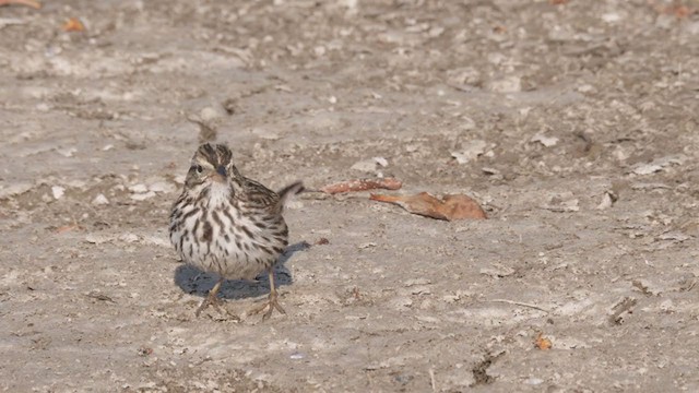Savannah Sparrow (Belding's) - ML320453061