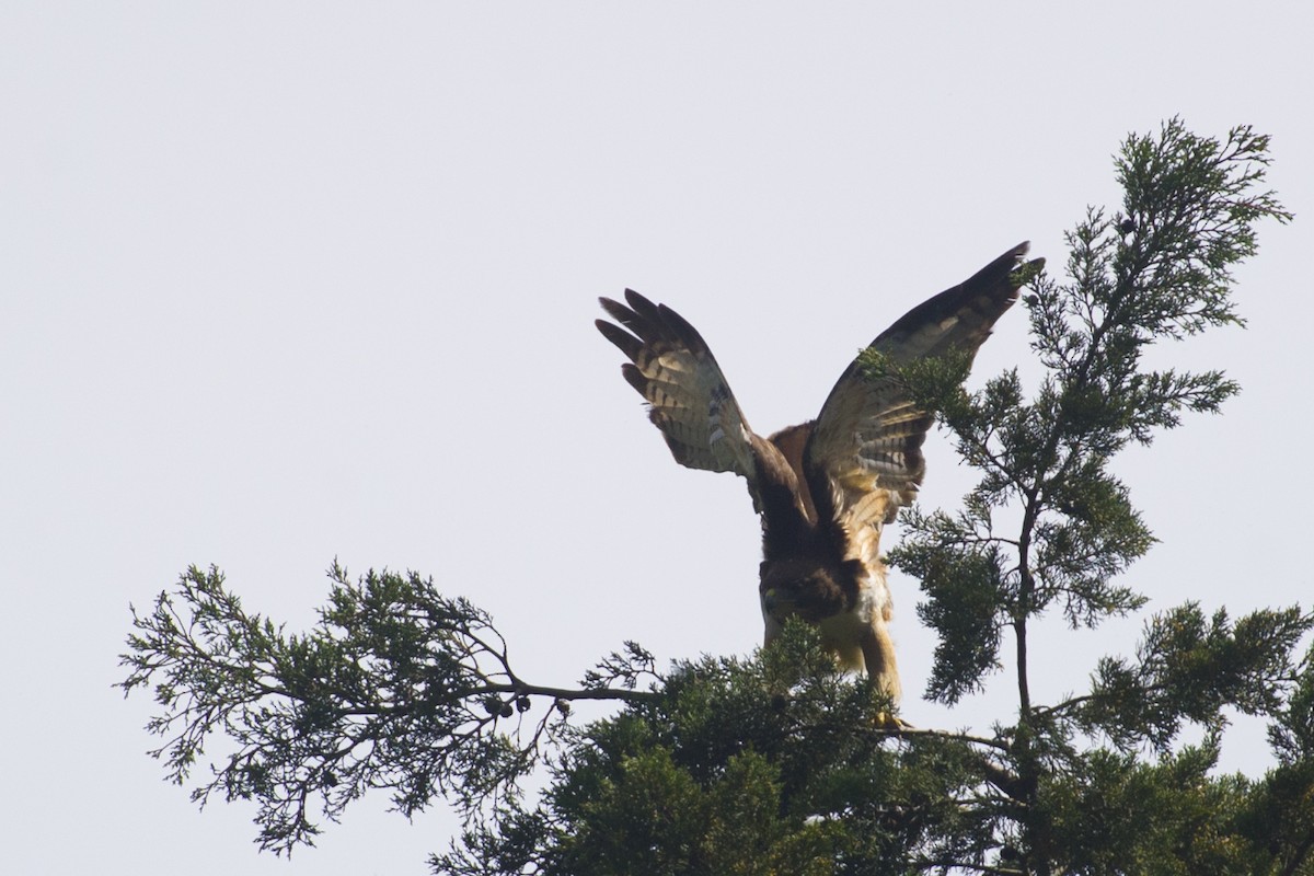 Red-tailed Hawk - ML32045391