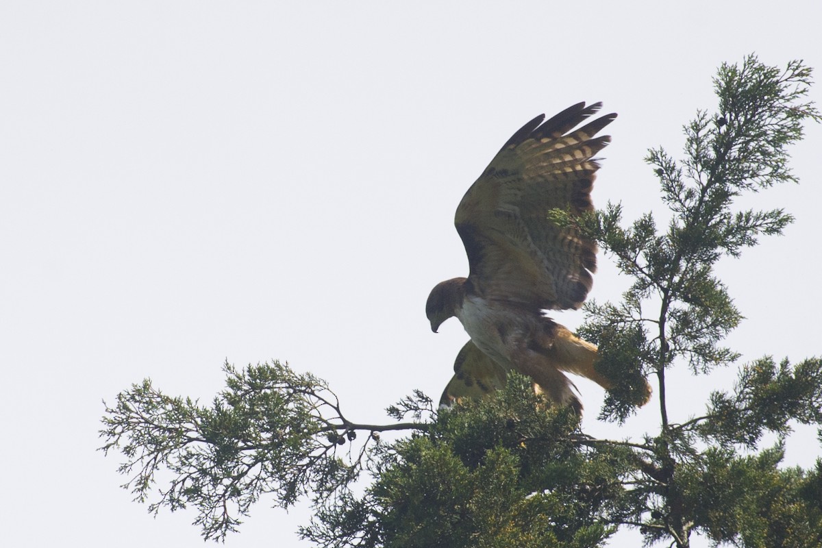 Red-tailed Hawk - ML32045451
