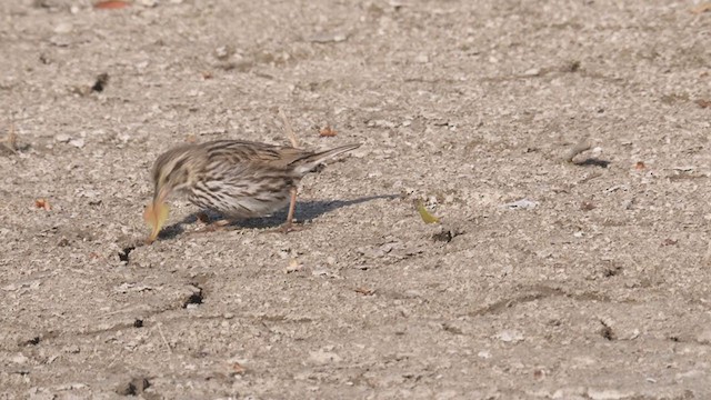Savannah Sparrow (Belding's) - ML320456201