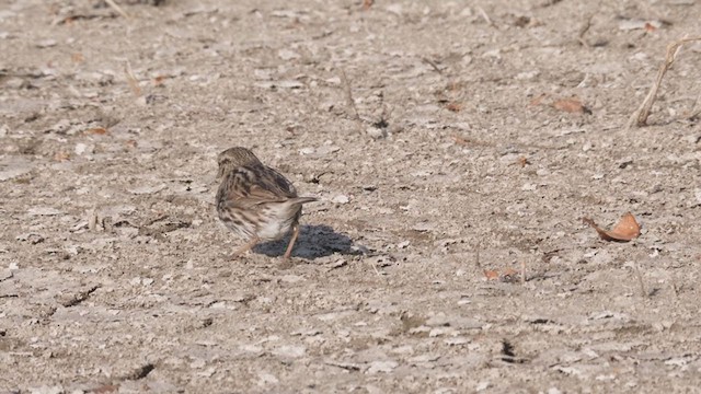 Savannah Sparrow (Belding's) - ML320456301