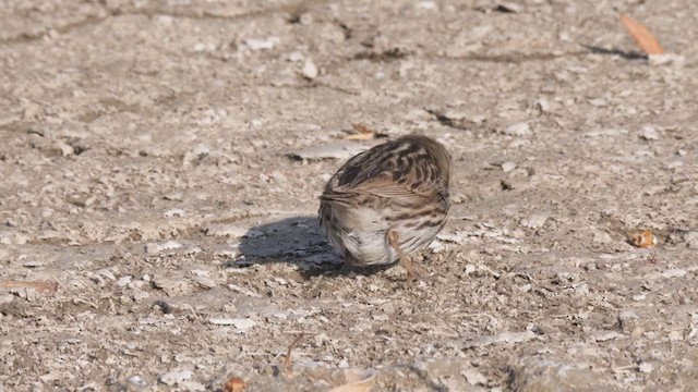 Savannah Sparrow (Belding's) - ML320456471