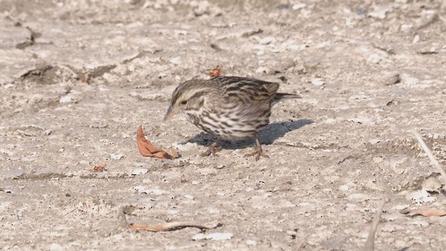 Savannah Sparrow (Belding's) - ML320459451
