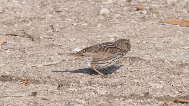 Savannah Sparrow (Belding's) - ML320460231