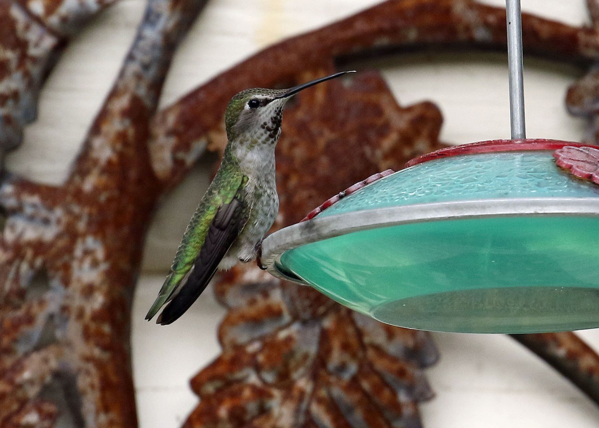 Anna's Hummingbird - ML320469391