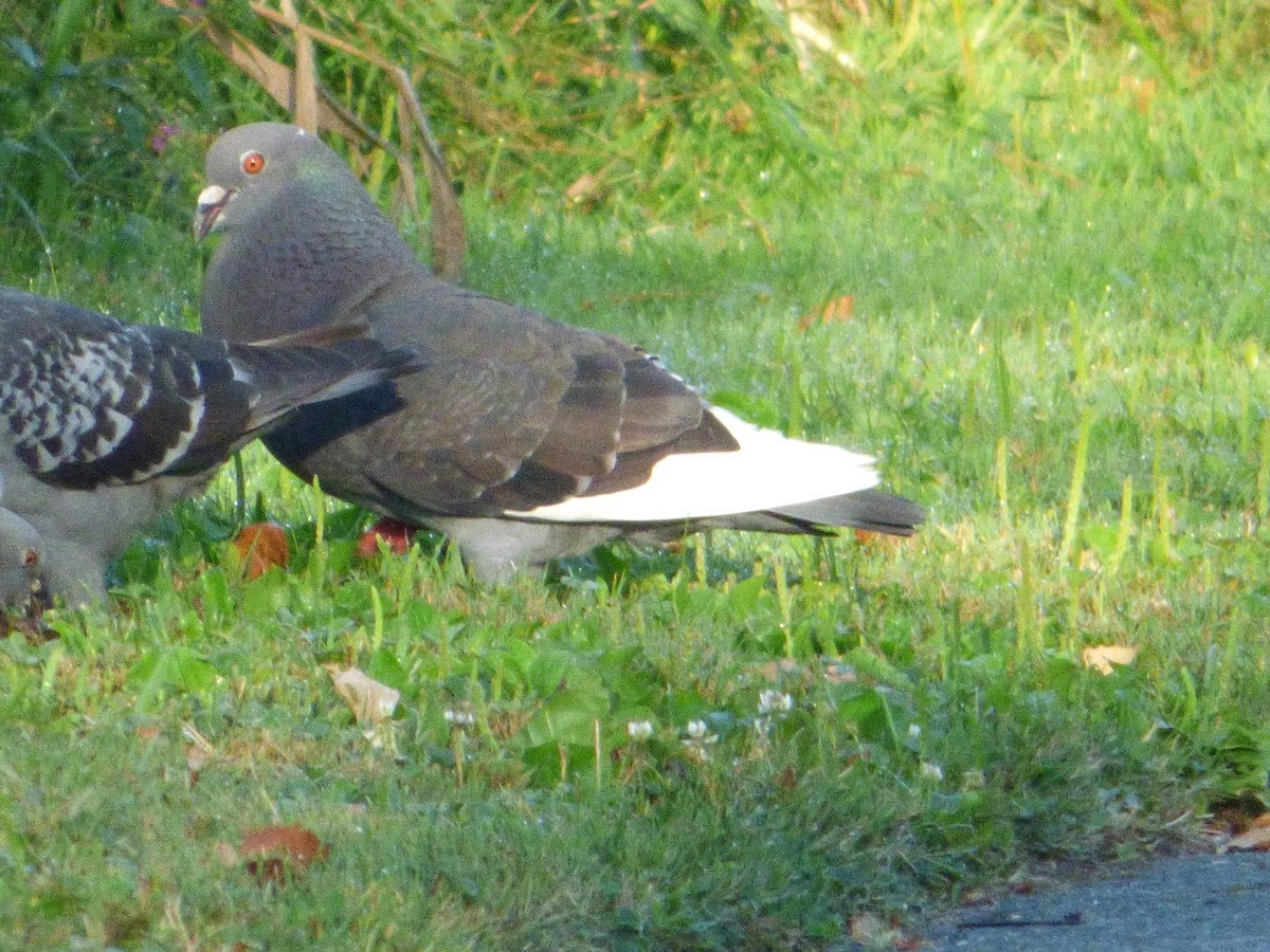 Rock Pigeon (Feral Pigeon) - ML32047321