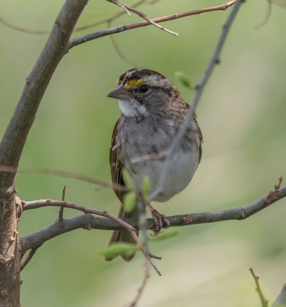 White-throated Sparrow - ML320475791