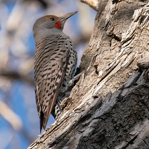 Northern Flicker (Red-shafted) - ML320475871