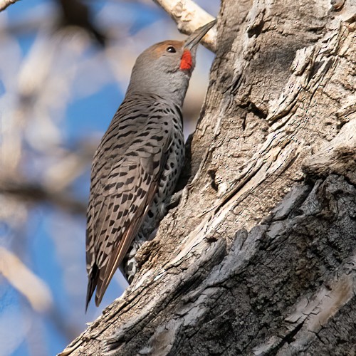 Northern Flicker (Red-shafted) - ML320475881