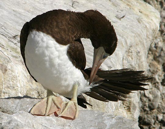 Brown Booby (Brewster's) - Don Roberson