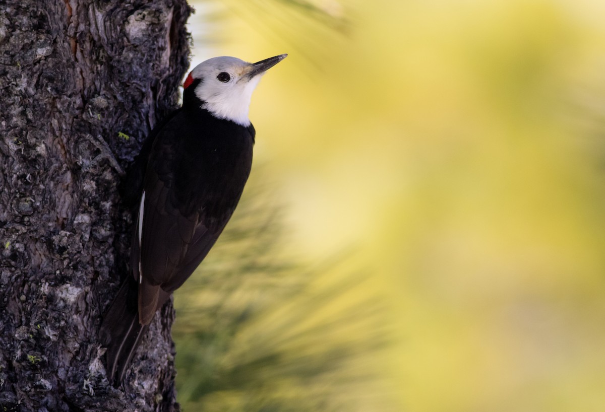 White-headed Woodpecker - ML320482641