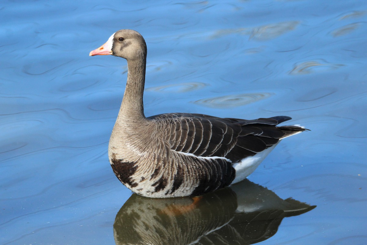 Greater White-fronted Goose - ML320488501