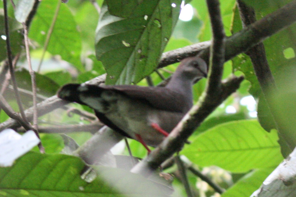 Gray-chested Dove - ML320489151