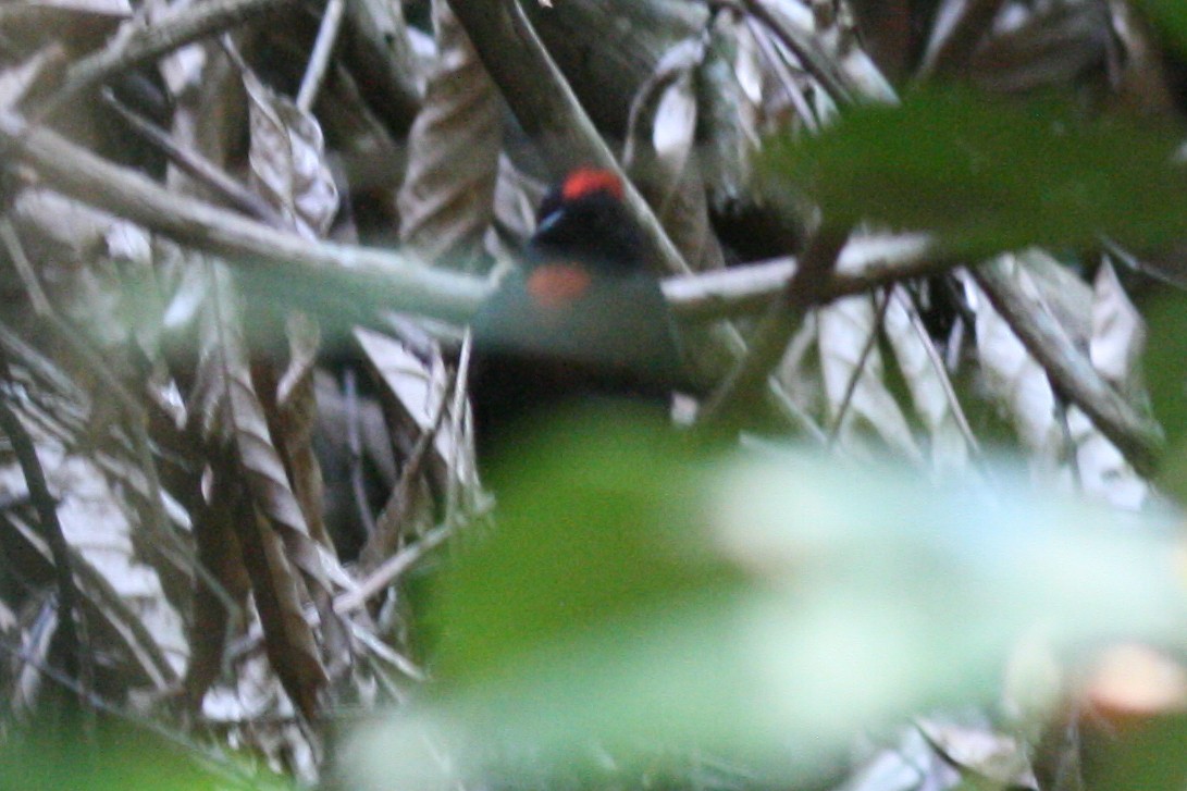 Sooty Ant-Tanager - ML320489461