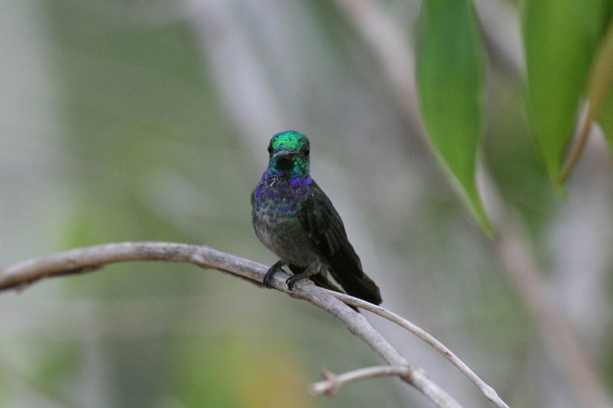 Blue-chested Hummingbird - Justyn Stahl