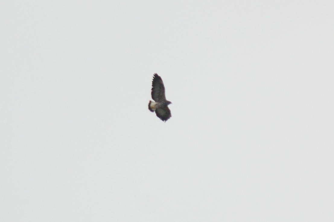 White-tailed Hawk - ML320492171