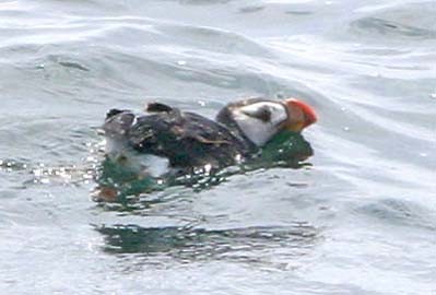 Horned Puffin - ML32049531