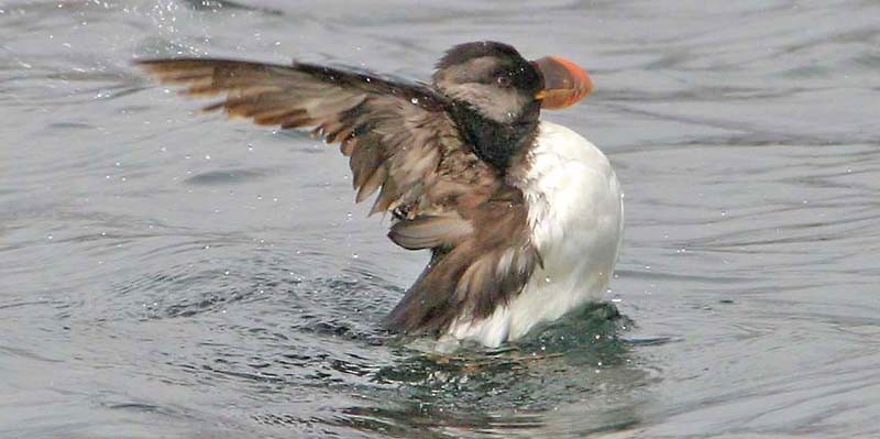Horned Puffin - Don Roberson