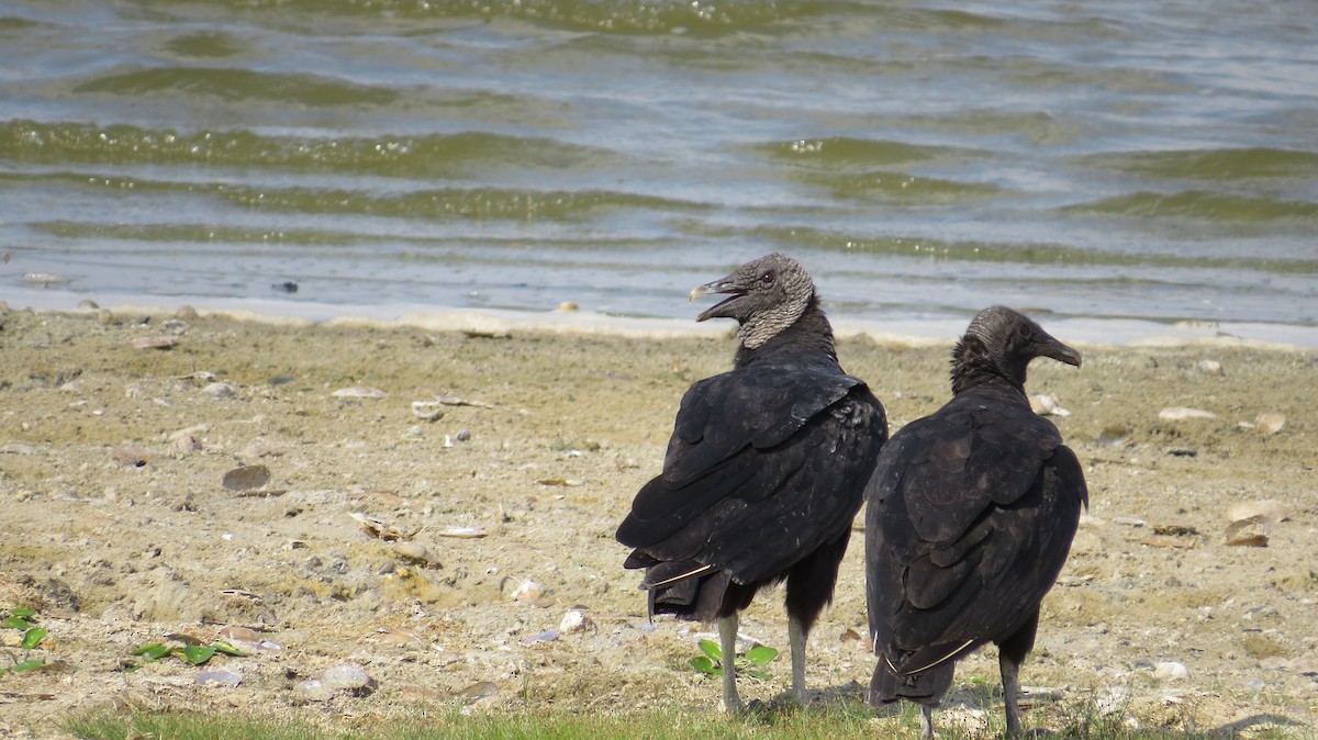 Black Vulture - ML320496611
