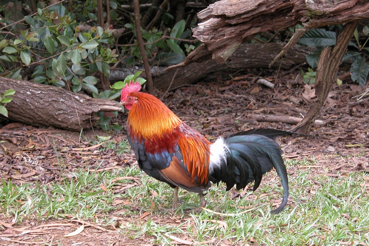 Red Junglefowl (Domestic type) - Kevin Lee
