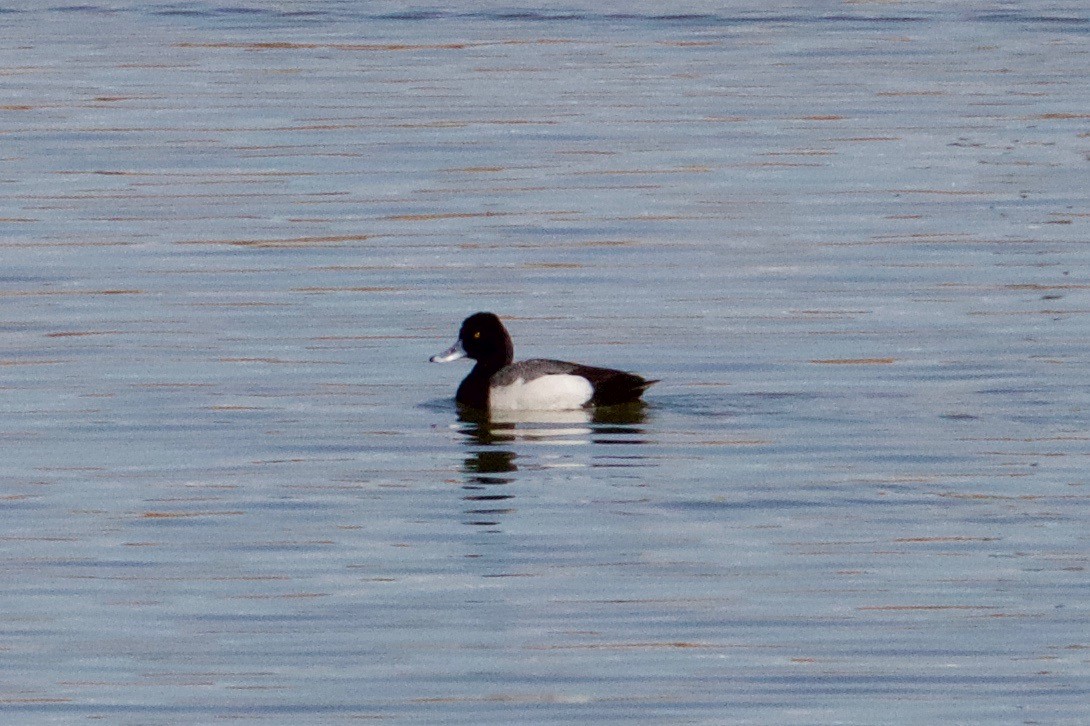 Greater Scaup - ML320497951