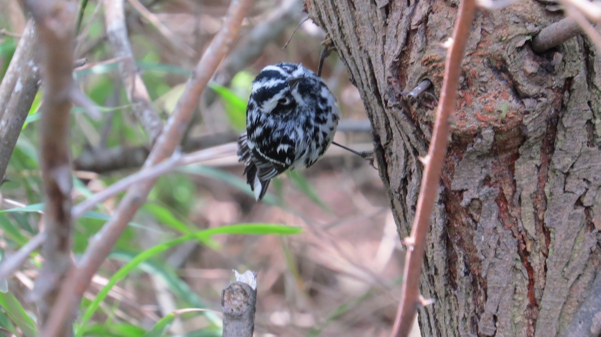 Black-and-white Warbler - ML320499011