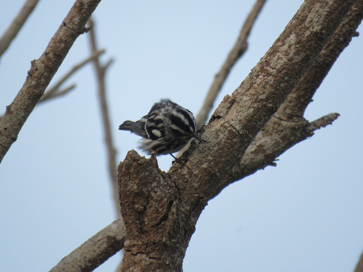 Black-and-white Warbler - ML320499021