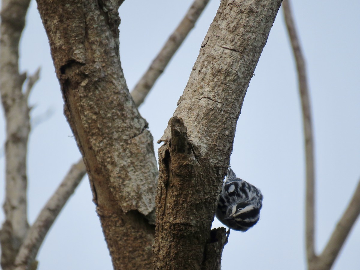 Black-and-white Warbler - ML320499031