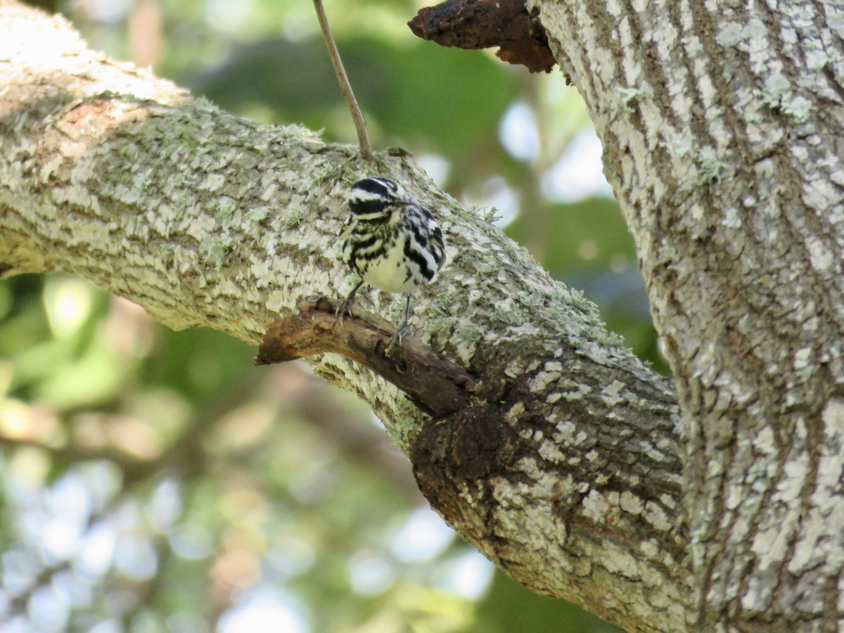 Black-and-white Warbler - ML320499041