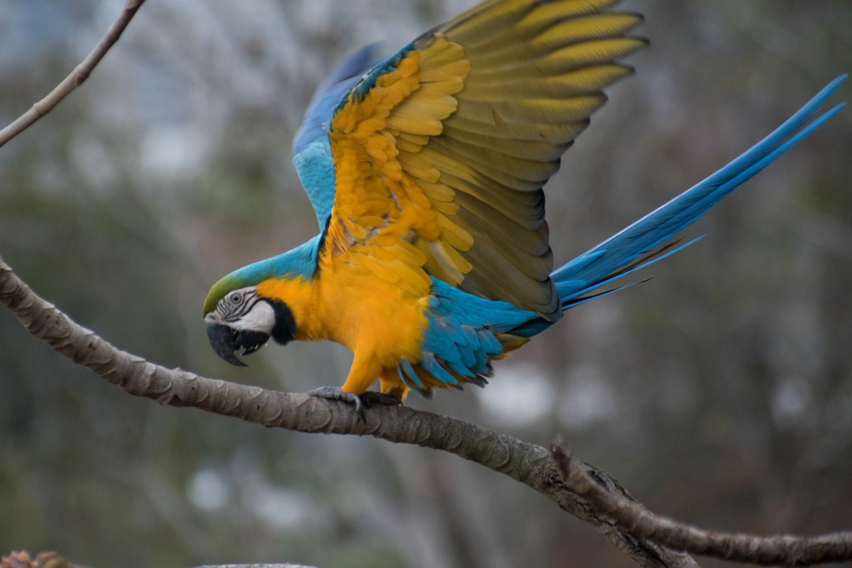 Blue-and-yellow Macaw - ML320501121